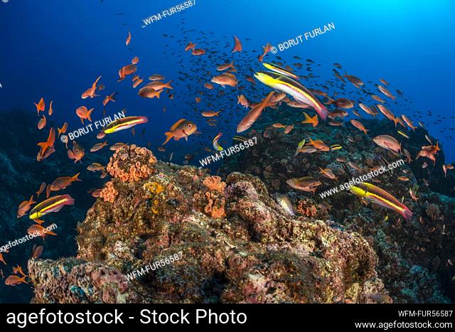 Schooling Pacific Creolefish, Paranthias colonus, La Paz, Baja California Sur, Mexico