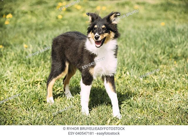 Young Happy Smiling Shetland Sheepdog Sheltie Puppy Playing Outdoor In Green Spring Meadow Grass