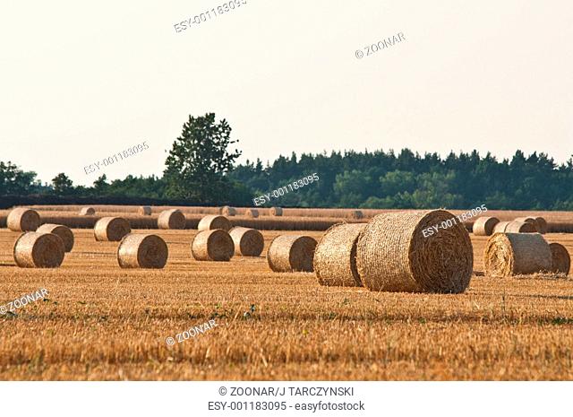 rolling haystack on farmer field