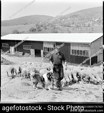 ***MAY 25, 1971, FILE PHOTO*** The members of the Unified Agricultural Cooperative in Osvetimany, Uherske Hradiste district