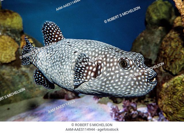 Guineafowl Puffer facing right full body view, Arothron meleagris, fish, Pacific