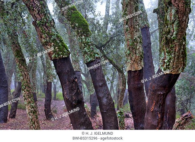 cork oak (Quercus suber), peeled tree trunks, Morocco, Taza-Al Hoceima-Taounate, Tazekka National Park