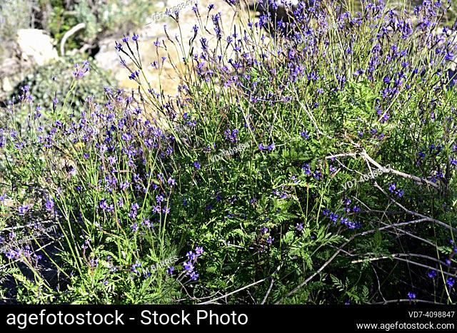 Fernleaf lavender (Lavandula multifida) is a small shrub native to west Mediterranean region and Canary Islands
