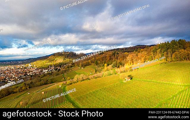 24 November 2023, Hesse, Heppenheim: The sun shines on the vineyards of the Hessian Bergstrasse. Photo: Sascha Lotz/dpa. - Heppenheim/Hesse/Germany