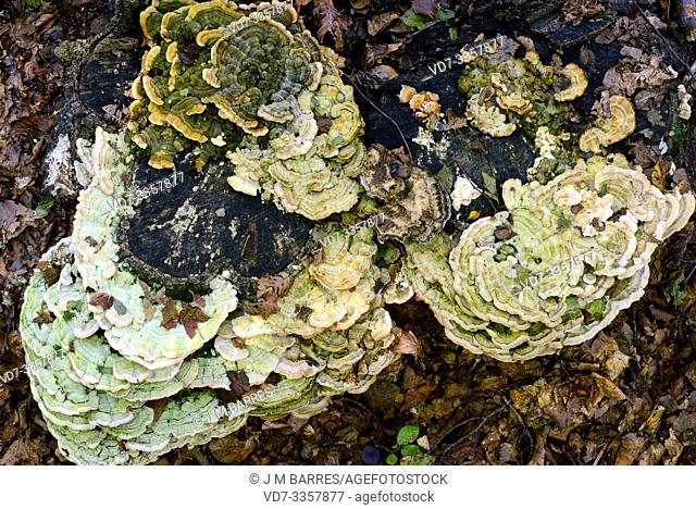 Hairy bracket (Trametes hirsuta) is a parasite fungus that grows on beech trees. This photo was taken in Montseny Biosphere Reserve, Barcelona province