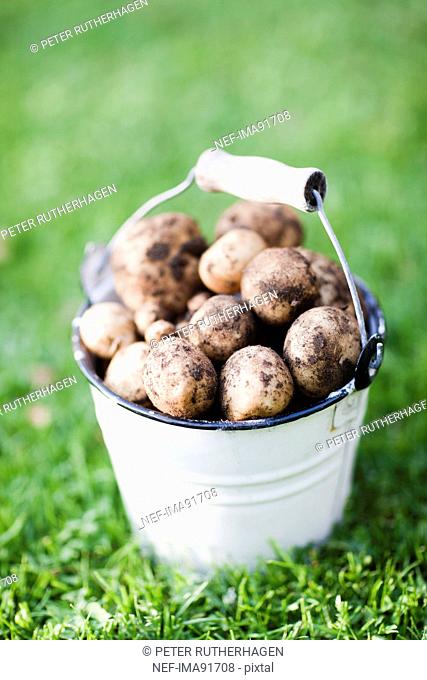 Bucket of potatoes