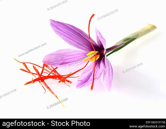 Safrankrokus hat in der Bluete drei rote Safranfaeden die zu teuersten Gewuerzen zaehlt. Saffron crocus has three red saffron fawns in the flower which are...