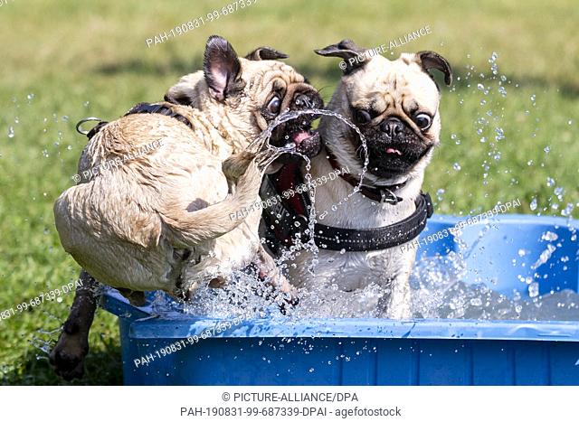 dpatop - 31 August 2019, Berlin: Two pugs play at the 10th International Berlin Mopstreffen in a water tub. The invitation is open to pug owners and pug lovers...