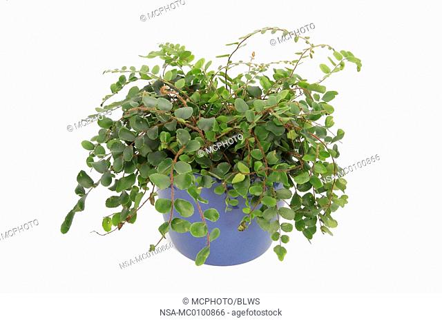 Pellaea rotundifolia, Roundleaf Fern, Button Fern