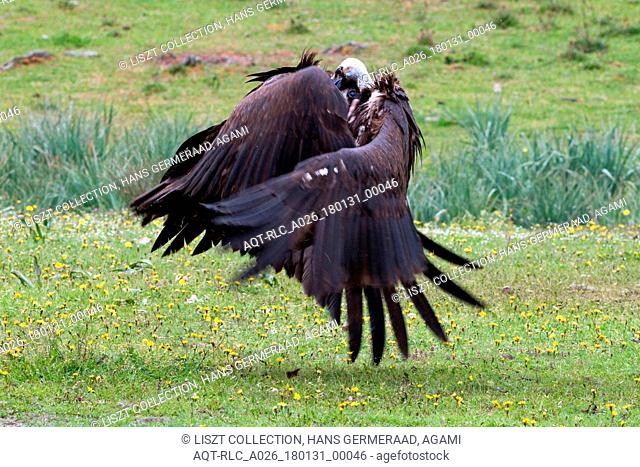Cinereous Vultures fighting