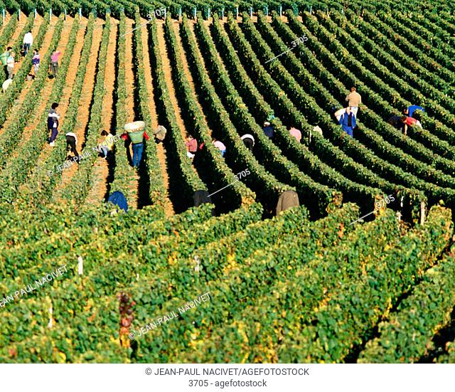 Vineyard. Burgundy. France