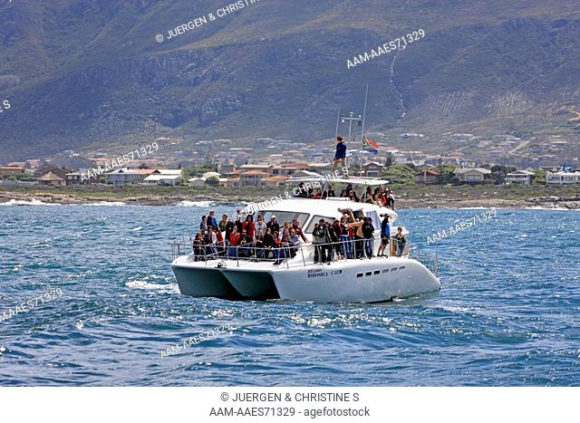 Whalewatching, Simon's Town, South Africa, boat with tourists are watching whales
