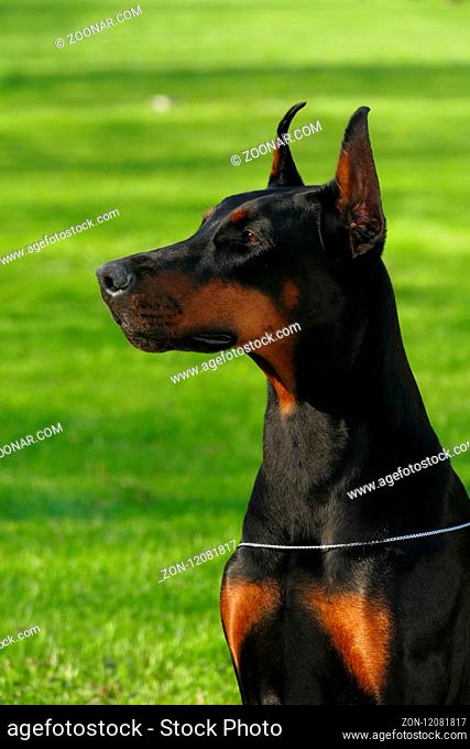 Big black doberman female dog outdoors. Profile view