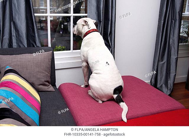 Domestic Dog, Old Tyme Bulldog, adult, looking out of house window, England