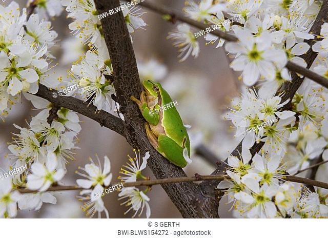 European treefrog, common treefrog, Central European treefrog Hyla arborea, single animal on a blooming cherry tree, Austria, Burgenland