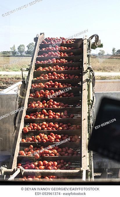 Harvester collects tomatoes in trailer. Close up pile tomatoes