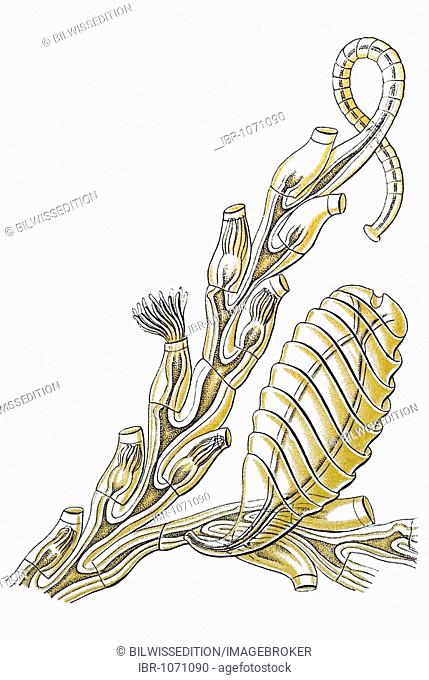 Historic illustration, tablet 25, title Sertulariae, marine cnidaria, name Diphasia, 11/ Thecocladium flabellum, part of a branch, enlarged, Ernst Haeckel
