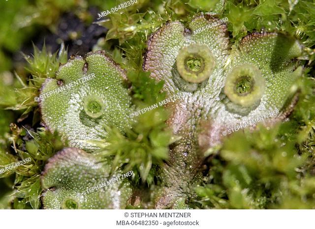 Medium close-up of a well liver moss with brood mugs and visible clones, Marchantia polymorpha subsp. ruderalis, medium close-up