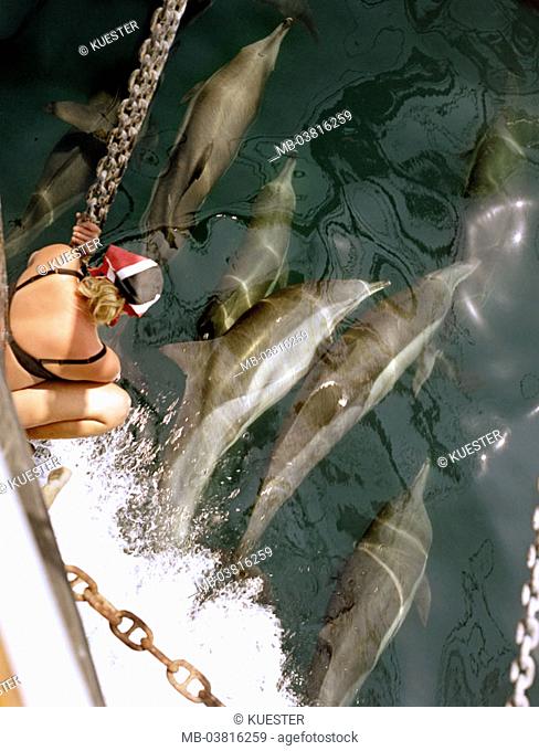 Sail ship, bow, detail, woman, Badekleidung, Dolphins, observing, from above,   Ship, tourist, sea bulls, watches, contemplating, experience, adventures