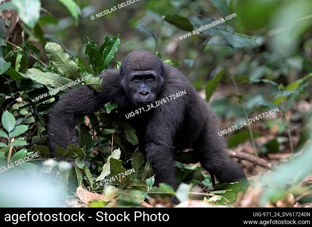Western lowland gorilla. Odzala-Kokoua National Park, Republic of the Congo