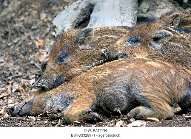 wild boar, pig, wild boar (Sus scrofa), sleeping shotes, Belgium, Parkbos meiveld