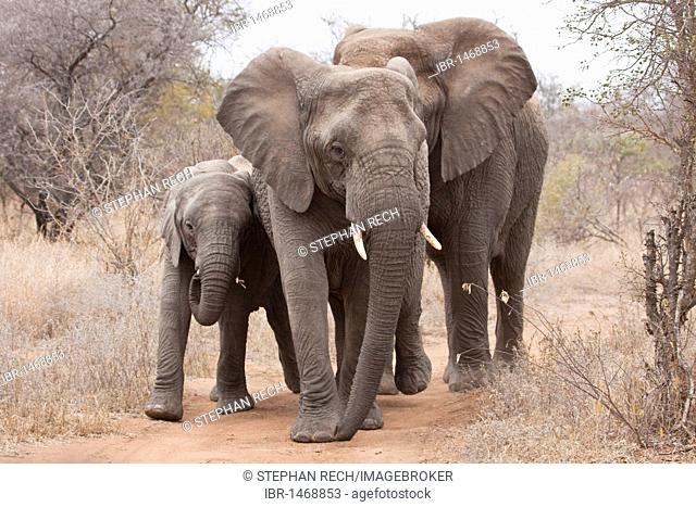 Family of elephants (Loxodonta africana), Tshukudu Game Lodge, Hoedspruit, Greater Kruger National Park, Limpopo Province, South Africa, Africa