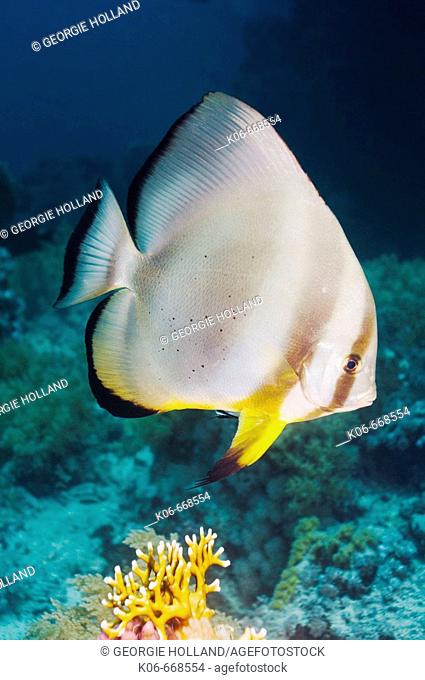 Circular batfish (Platax orbicularis).  Red Sea, Egypt