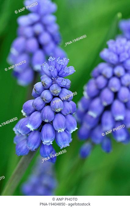 Small Grape Hyacinth Muscari botryoides - Ghent, Scheldeland, Leiestreek, Flanders, Belgium, Europe
