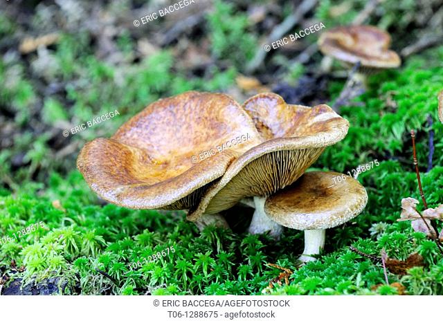 Brown roll-rim or Common roll-rim or Poison pax mushroom - Paxillus involutus - La Mauricie National Park, Quebec, Canada
