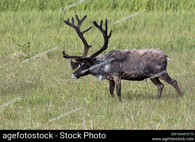 large male reindeer standing in a marshy tundra on a summer day