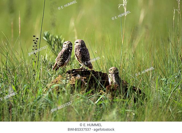 Burrowing Owl (Speotyto cunicularia, Athene cunicularia), three burrowing owls on a stone in a meadow, Brazil, Serra da Canastra National Park