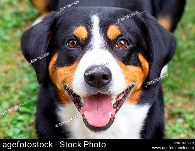 Young Sennenhund, close-up, playfull look in the eyes