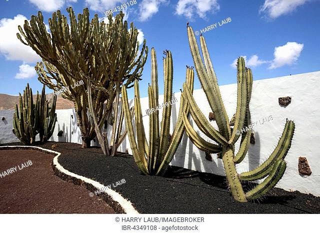 Cacti (Cactaceae) and candelabra trees (Euphorbia candelabrum), cactus garden of the Museo del Queso, Antigua, Fuerteventura, Canary Islands, Spain