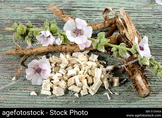Althaea officinalis (Althea officinalis) roots, marshmallow roots, ade root, old tea, old thee, old eh, driant root, yew, river herb, medicinal root