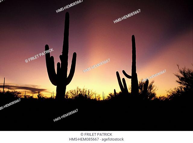 United States, Arizona, Saguaro National Park, cactus
