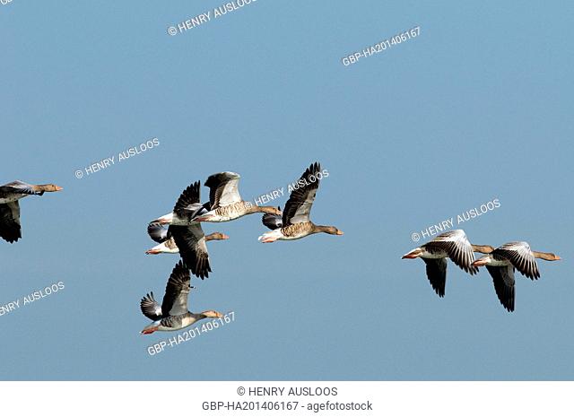 Greylag Goose (Anser anser) - Flight