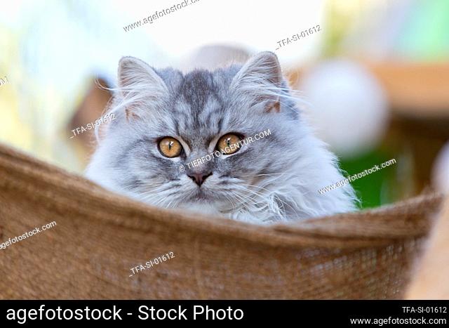 5 months old German Longhair cat