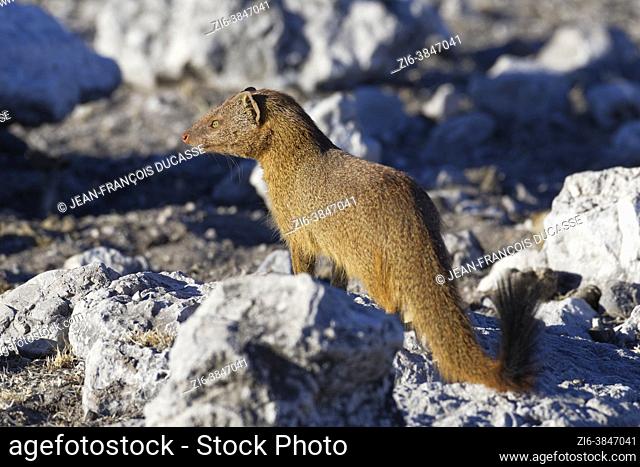 Yellow mongoose (Cynictis penicillata), adult standing on rock, on the lookout in the evening sun, Etosha National Park, Namibia, Africa