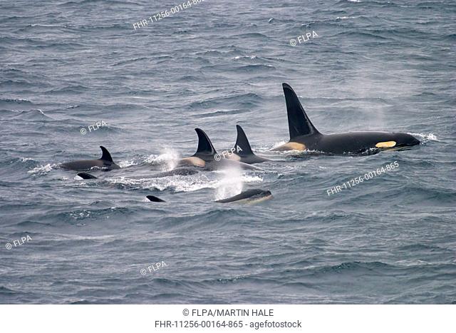 Killer Whale (Orcinus orca) adult, sub-adults and young, pod swimming at surface off coast, Kamchatka Peninsula, Kamchatka Krai, Russia, June