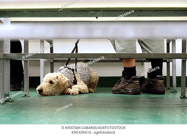 Bored dog sleeping besides the feet of this owner on the floor of a passenger ferry, traveling to the North Frisian islands, Amrum, Schleswig-Holstein