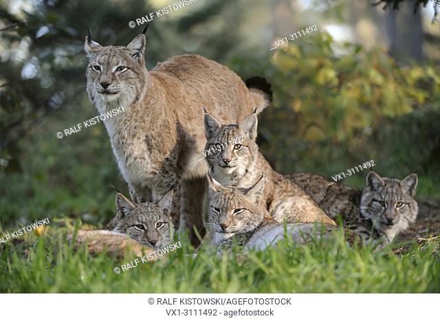 Family portrait of Eurasian Lynx / Eurasischer Luchs ( Lynx lynx ) in autumnal surrounding