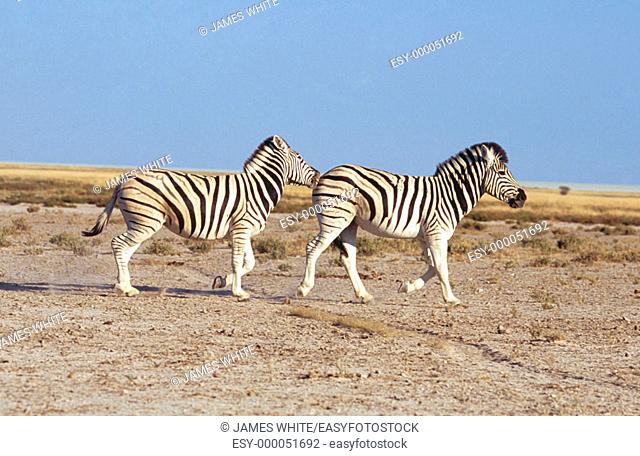 Burchell's Zebra (Equus burchelli), mating season. Etosha National Park, Namibia