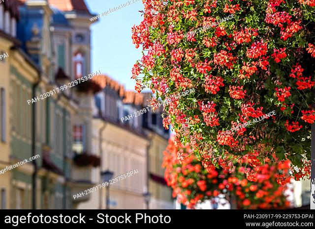17 September 2023, Brandenburg, Elsterwerda: Hanging geraniums grow at temperatures just below 30 degrees Celsius in a pot hanging from lampposts in downtown...