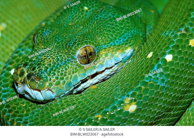green tree python Morelia viridis