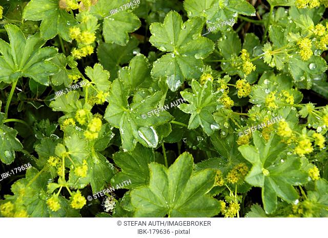 Cluster-flowered Lady's-mantle Alchemilla vulgaris Alchemilla glomerulans Eastgreenland