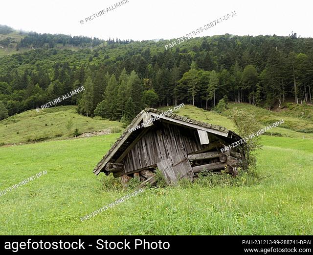 31 August 2023, Austria, Hintersee: Windswept Almstadl near the Gruberalm in the Salzkammergut in Austria. The Salzkammergut is the Capital of Culture 2024