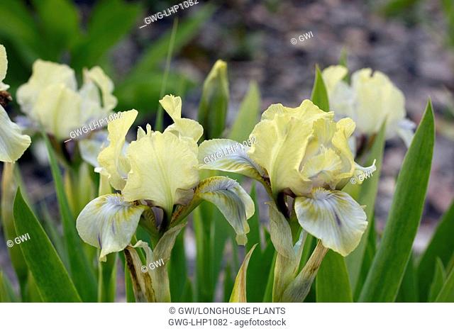 IRIS 'MIGHTY MOUSE'