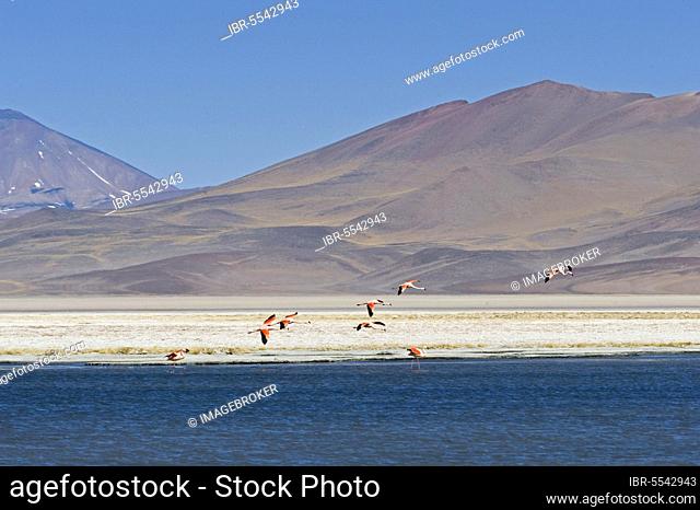 Chilean chilean flamingo (Phoenicopterus chilensis), flock, in flight, landing in salt lake habitat at 3800m, Laguna Santa Rosa