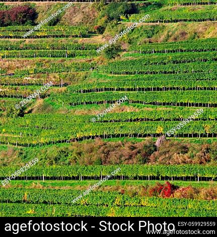Wachau Weinberg - Wachau vineyard 04