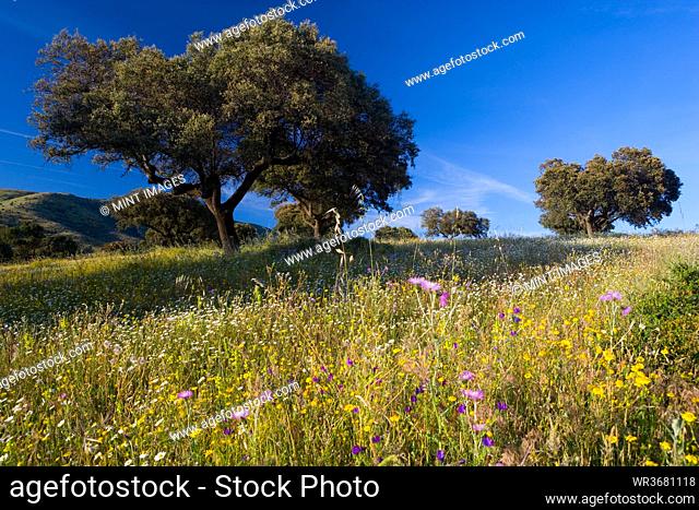 Landscape with trees and wildflowers near Guadalupe, Extremadura, Spain